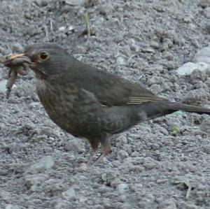 Eurasian Blackbird