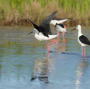 Black-winged Stilt