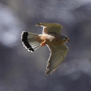 Common Kestrel