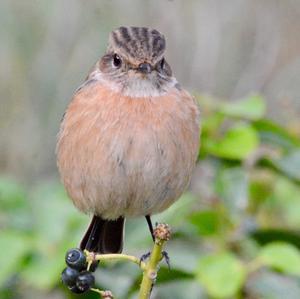 European stonechat