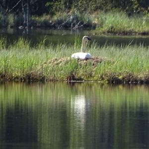 Mute Swan