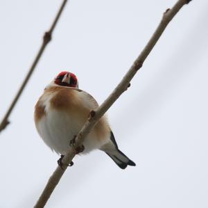 European Goldfinch