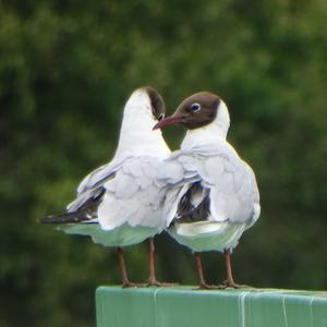 Black-headed Gull