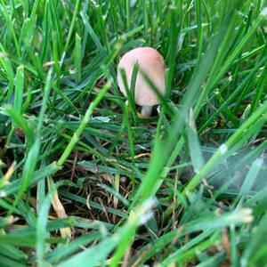 Fairy Ring Mushroom