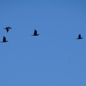 Great Cormorant