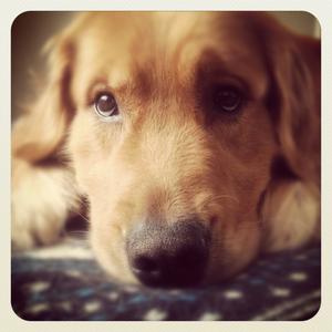 Retriever (Golden)