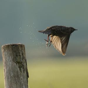 Common Starling