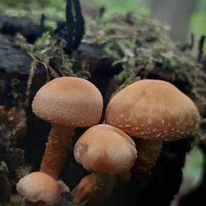 Changing Pholiota