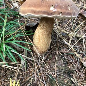 Bitter Bolete