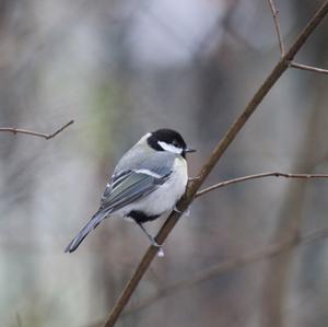 Great Tit