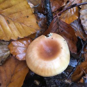 Tawny Funnel-cap