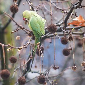 Rose-ringed Parakeet