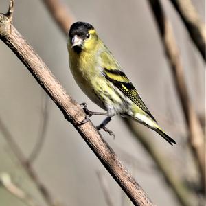 Eurasian Siskin