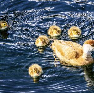 Red-crested Pochard