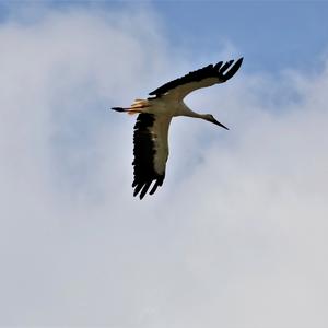 White Stork