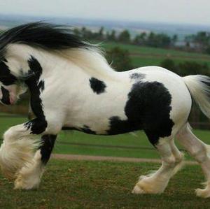 Gypsy Vanner Horse