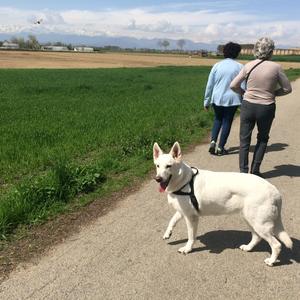 Berger Blanc Suisse