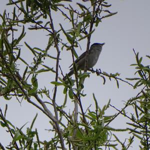 Blackcap