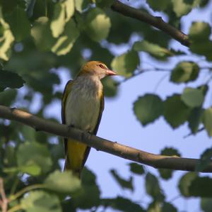 Eurasian Golden Oriole