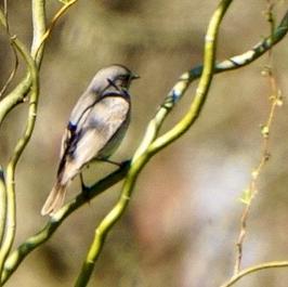 Common Redstart