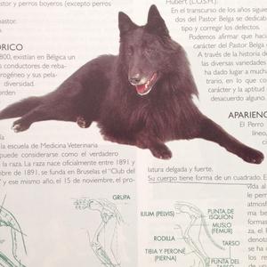 Unknown Breed