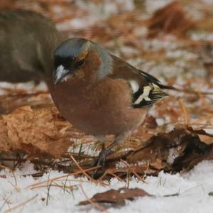 Eurasian Chaffinch