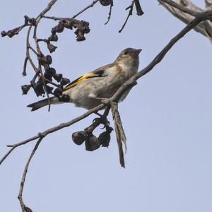 European Goldfinch