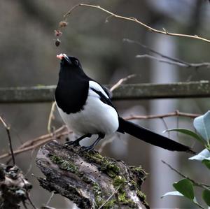 Black-billed Magpie