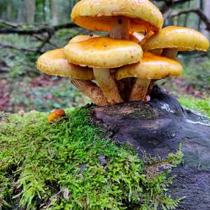 Golden Pholiota