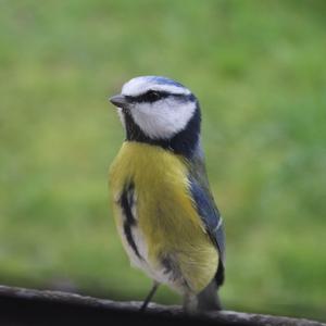 Blue Tit