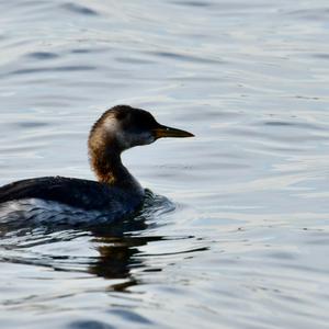 Red-necked Grebe