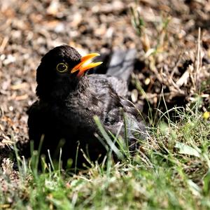 Eurasian Blackbird