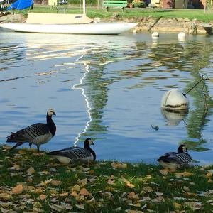 Barnacle Goose