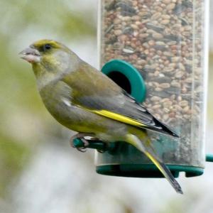 European Greenfinch