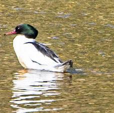 Common Merganser