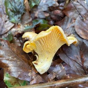 Chanterelle, Common