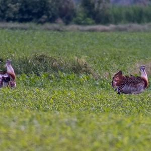 Great Bustard