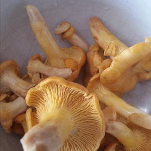 Chanterelle, Common