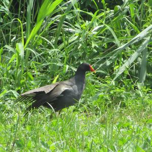 Common Moorhen