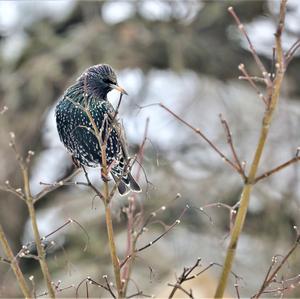 Common Starling