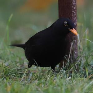 Eurasian Blackbird