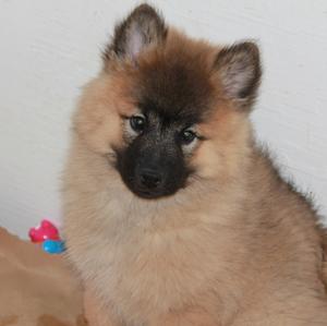 Eurasier