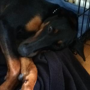 Doberman Pinscher