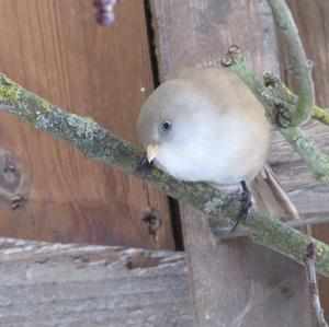 Bearded Parrotbill