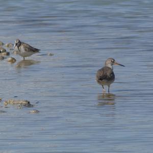 Common Redshank