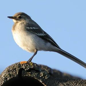 White Wagtail