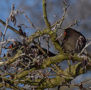 Common Moorhen