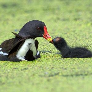 Common Moorhen