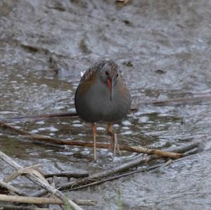 Water Rail