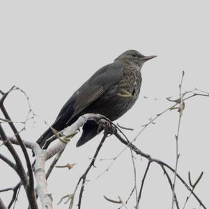 Eurasian Blackbird